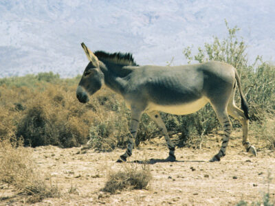 Equus_africanus_somaliensis-Groves C. P. & Smeenk C. (June 2007)