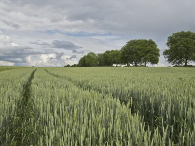 wheat_wheat_field_cereals_agriculture_landscape_plant_scenic_grain-1018434
