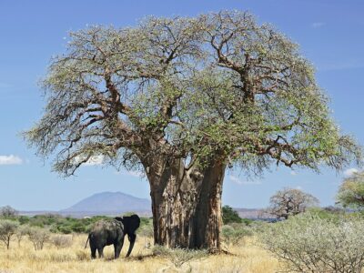 Afrika, eine Geschichte zum Wiederentdecken: 39 – Der Affenbrotbaum, Baum des Lebens und des Dialogs