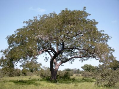 Afrika, eine Geschichte zum Wiederentdecken. 40 – Néré, der magische Baum