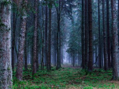 Lebendiger gesunder Waldboden als Basis für den Zukunftswald