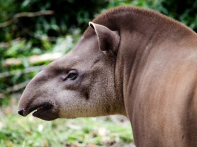 tapir-7504609_1280
