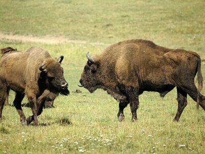 European_bisons