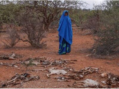 sciccità in Somalia, una donna di fronte alle sue bestie morte