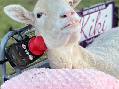 ¿Será un cyborg, la oveja Kiki que conduce una silla de ruedas?