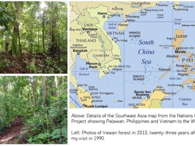 Photo of Irawan forest in Palawan.