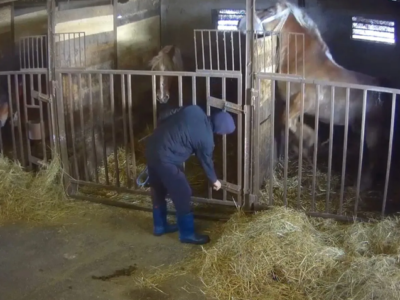 Una delle fotografie meno cruente tra gli scatti degli attivisti