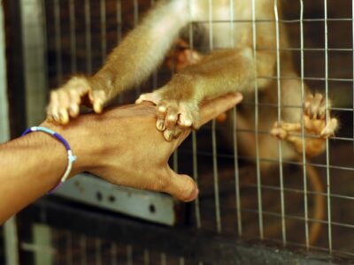 Foto Lav - Vivisezione