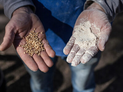 Producción de harina de trigo.