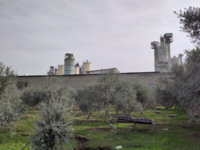 ulivi e muro Palestina