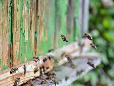 Imkerei Walter Kraus