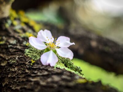 tuananhngo-almond-flower-4180286_1280