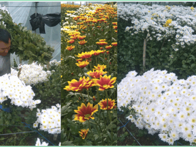 February 2026. Hands that feed the highlands with beauty — Mr. Mark S. Wakat, seasoned flower gardener, husband of BCU’s PHAS alumna Dr. Irene Wakat, harvests fresh bundles of Malaysian chrysanthemums at his garden in Bineng, La Trinidad, Benguet, ready for the floral markets. (Photo vredit: Dr. Irene Wakat)