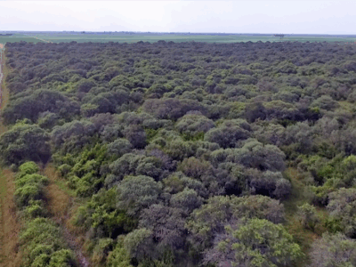 deforestación CyTA