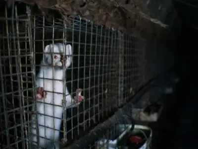 9d50f78c-0e7c-4657-9456-b14e007e2e39_31c1f2a2-666d-4709-9756-73306efac21e_Prev