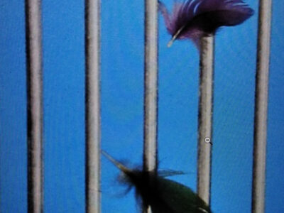 Federn schweben durch Gitterstäbe.
(Foto: privat)