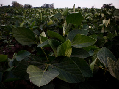 Nicolas Pousthomis-Minga. Fotos libres para la soberania alimentaria y el buen vivir.