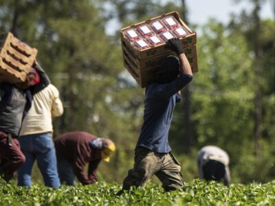 Farmworkers pick strawberries at Lewis Taylor Farms, which is co-owned by William L. Brim and Edward Walker who have large scale cotton, peanut, vegetable and greenhouse operations in Fort Valley, GA, on May 7, 2019.

More:

 Mr. Brim talks about the immigration and disaster relief challenges following Hurricane Michael. USDA helped this farm with the Farm Service Agency (FSA) Emergency Conservation Program (ECP) for structural damage cleanup. He also mentions the importance of having Secretary Sonny Perdue, a person with agricultural background, come visit and listen to 75 producers six months ago, in southern Georgia.The farms operation includes bell peppers, cucumbers, eggplant, squash, strawberries, tomatoes, cantaloupe, watermelon and a variety of specialty peppers on 6,500 acres; and cotton and peanuts on 1,000 acres. Near the greenhouses is a circular crop of long-leaf pines seedlings under a pivot irrigation system equipped with micro sprinklers. Long-leaf pines are an indigenous tree in the Southeast. Growers are working to increase the number of this slower growing hearty hardwood tree in this region.USDA Photo by Lance Cheung. Original public domain image from Flickr