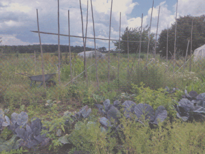 Der Gemüseacker der »Allmende Holzhausen«. In den vergangenen Jahren bestellte Ann-Marie Weber den Hof allein - nach Redaktionsschluss tauchte die Idee auf, ihn in andere Hände zu übergeben. (Foto: Ann-Marie Weber)