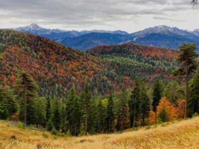 foresta di tarvisio - Linda Maggiori