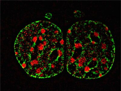 Neue-Gentechnik-stört-die-Organisation-der-DNA-dauerhaft