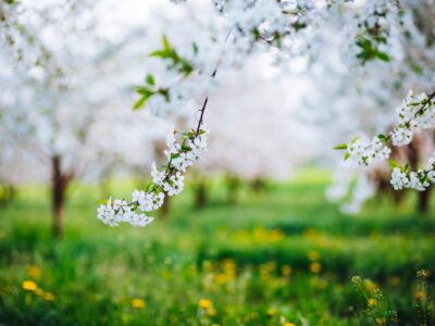 ....dass sie im Blütenschimmer von ihm nun träumen müsst. Bild: Shutterstock