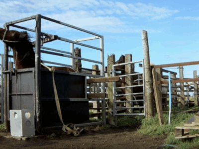 Ein isländisches Pferd in Panik: Derart eingesperrt, werden der «Blutstute» bis zu zehn Liter Blut abgezapft. (© Animal Welfare Foundation)
