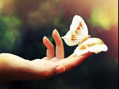 un volo di farfalle promosaik